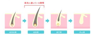 毛周期の画像