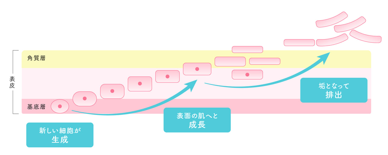 ターンオーバーのイメージ画像