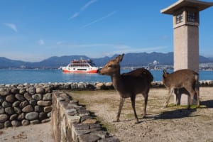 【医療脱毛】広島で脱毛するならここ！おすすめクリニック